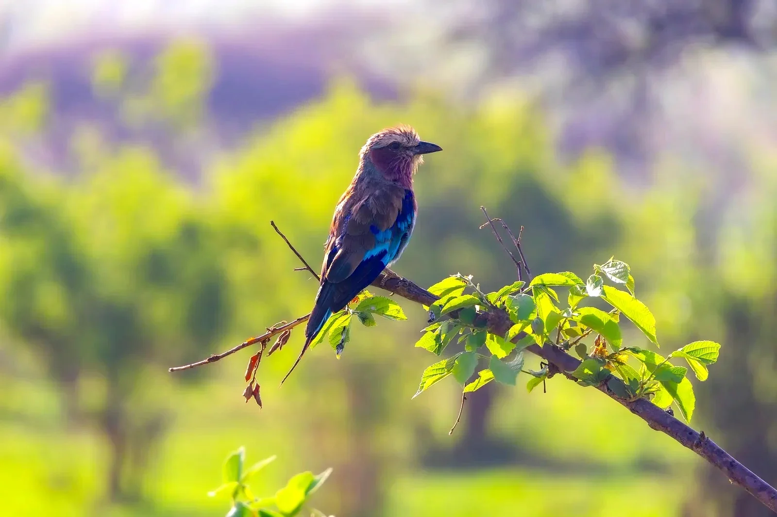 Rubondo Island National Park