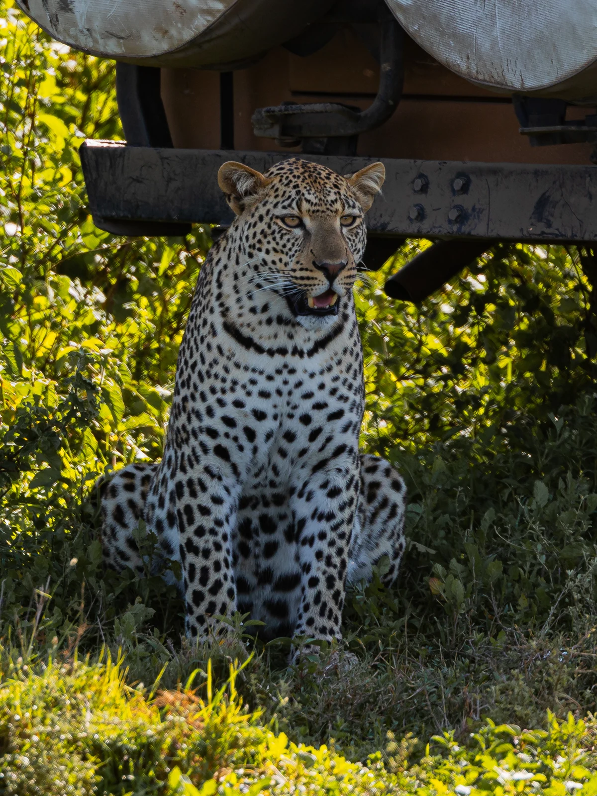 Private guide and vehicle on a Signature safari, Tanzania