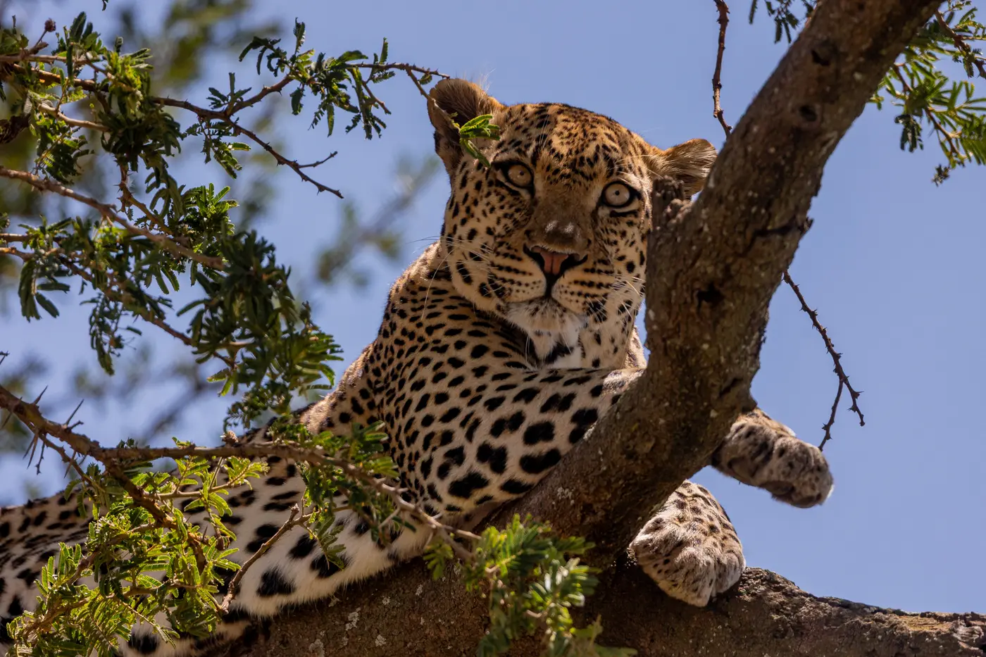 Forest wilderness in Gombe National Park, Tanzania