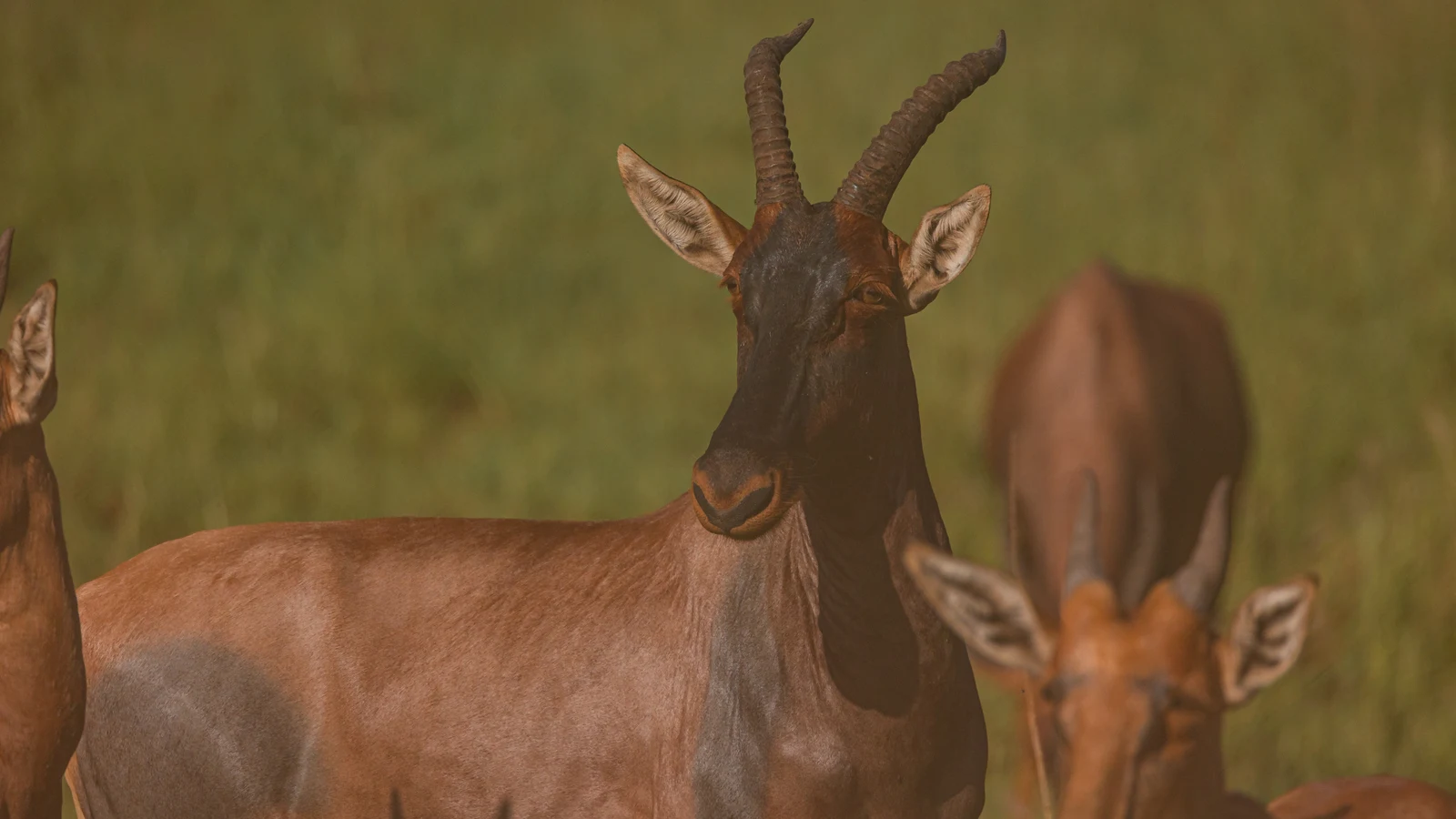 Tanzania savannah at golden hour