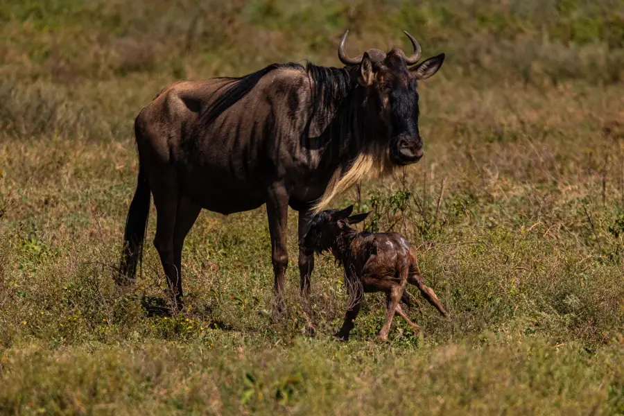 Serengeti, Tanzania — One million wildebeest. One ancient rhythm.